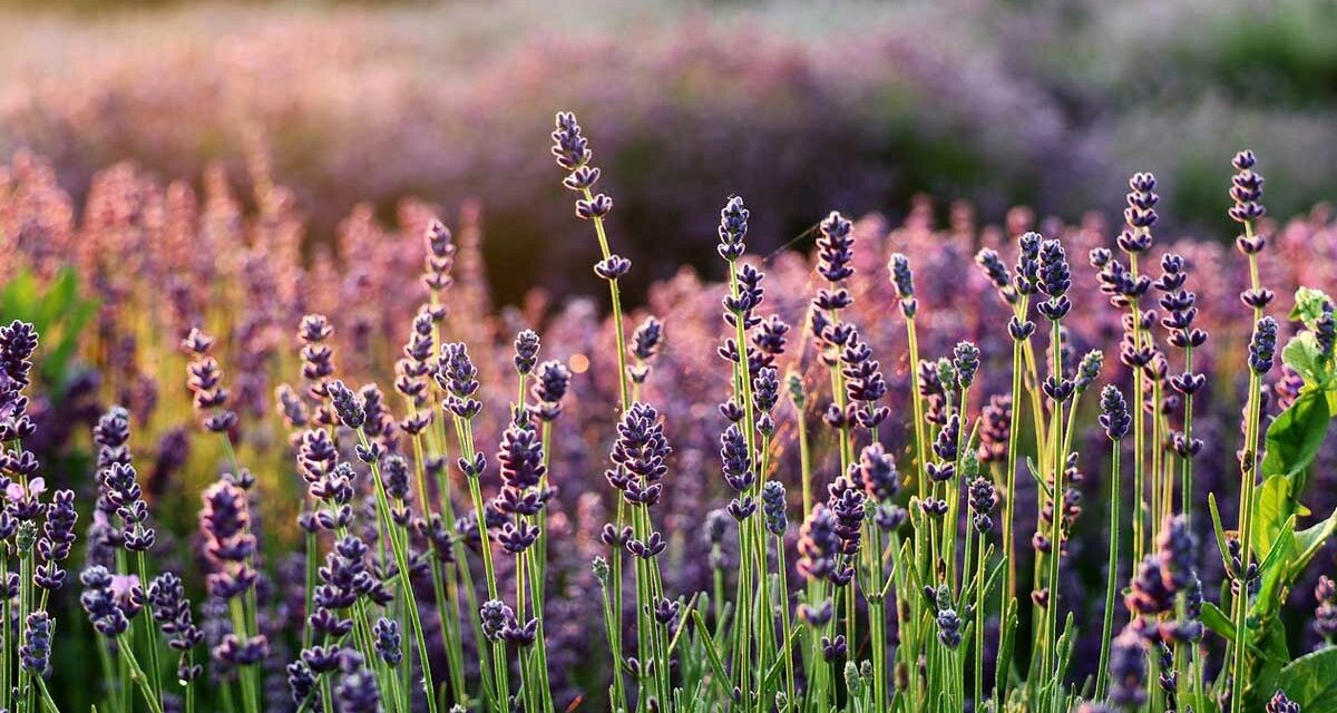 Levandule: Vůně Provence a středomoří