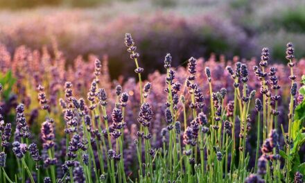 Levandule: Vůně Provence a středomoří